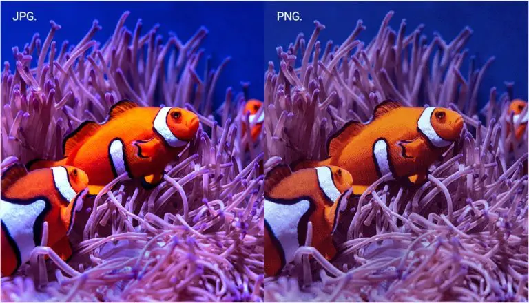 PNG vs JPG Preview 768x440 1